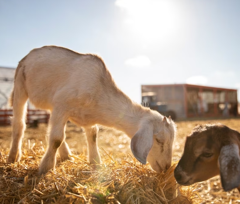 Small Animal Feed Group