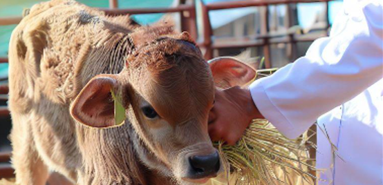 The vital signs of a calf